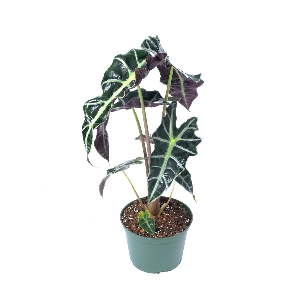 Alocasia/Elephant Ear Polly 6&quot;