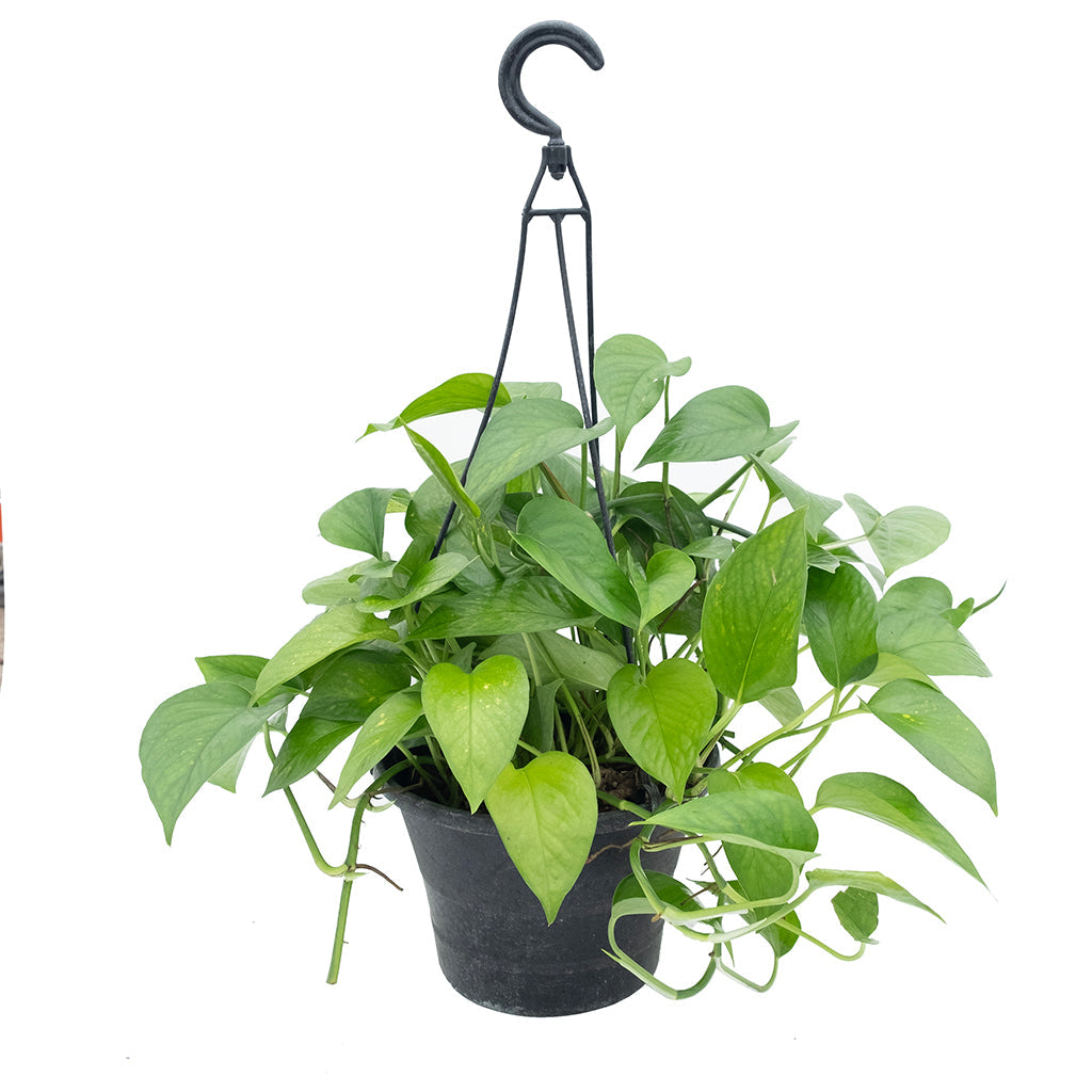 Epipremnum/Pothos Jade (Hanging Basket) 8&quot;