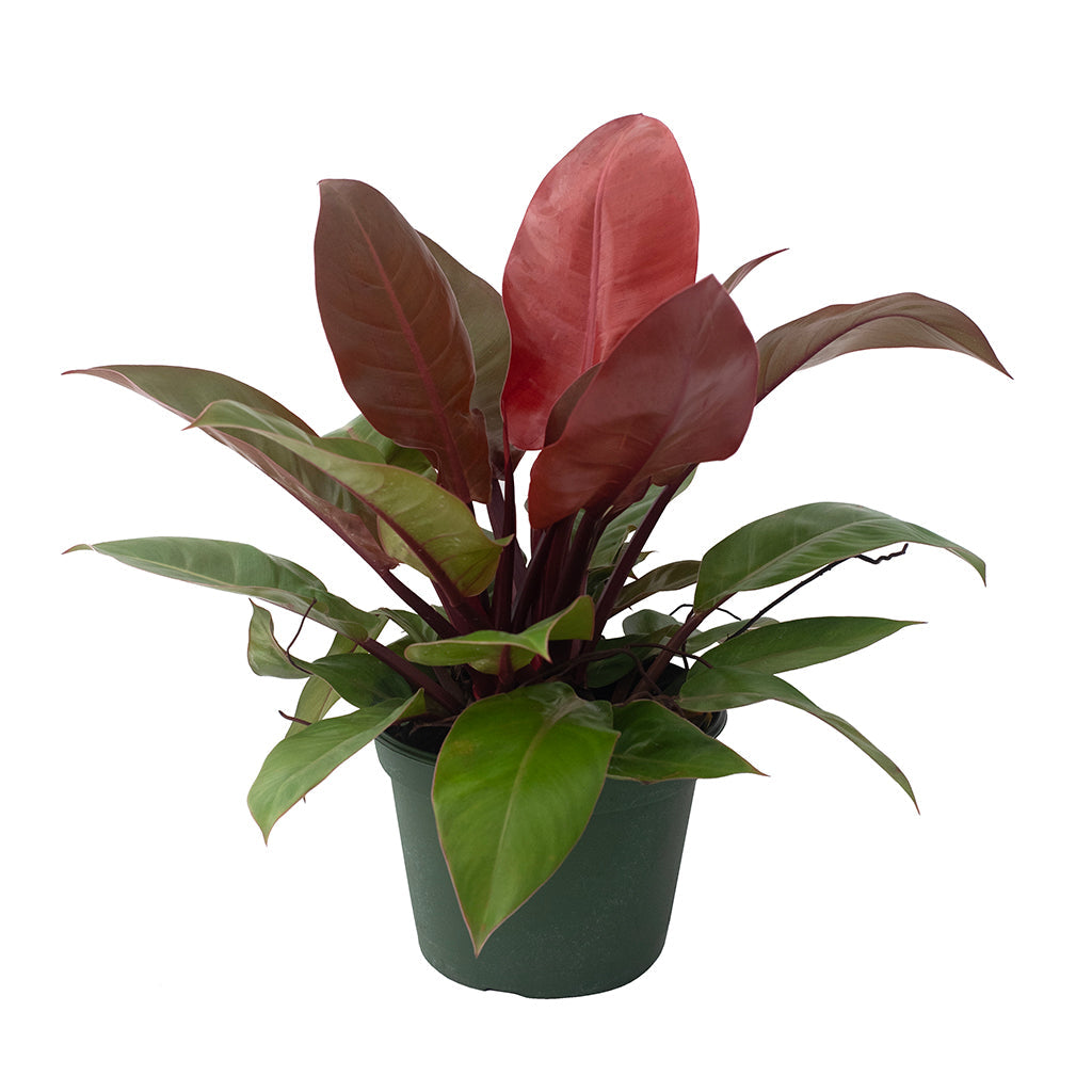 Philodendron Prince Of Orange 8"
