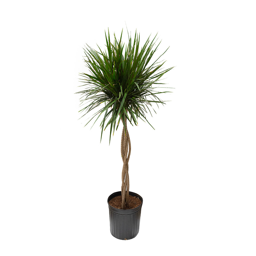 Dracaena Marginata (Braid) 12&quot;