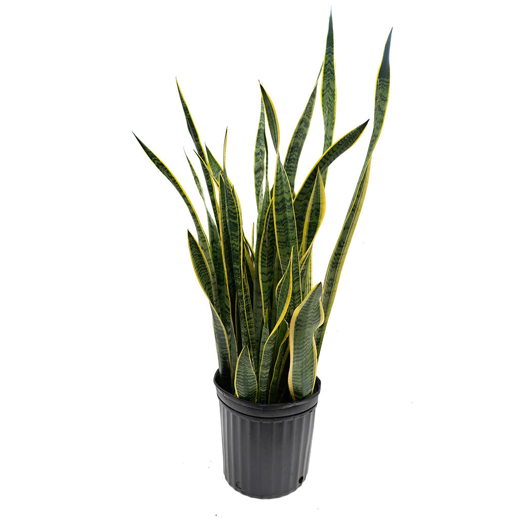 Sansevieria/Snake Plant Striped 12"