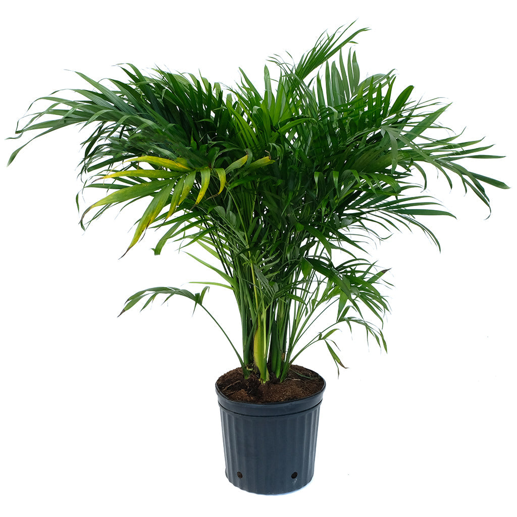 Chamaedorea Cataractarum Palm 12in