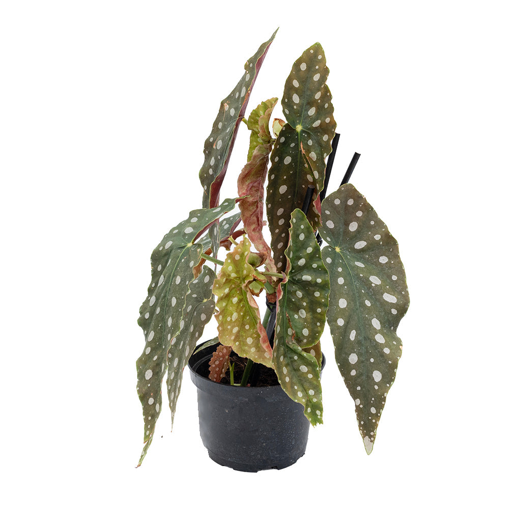 Begonia Polka Dot 6&quot;