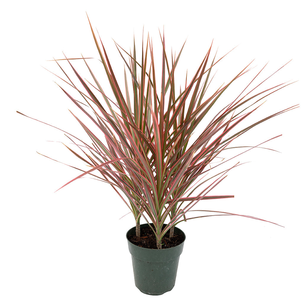 Dracaena/Madagascar Dragon Tree Red 6&quot;