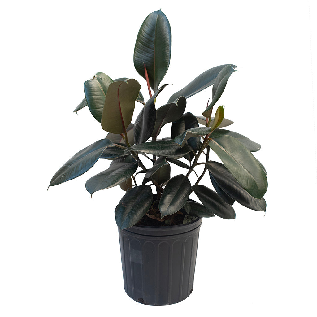 Ficus/Indian Rubber Plant Burgundy 10"