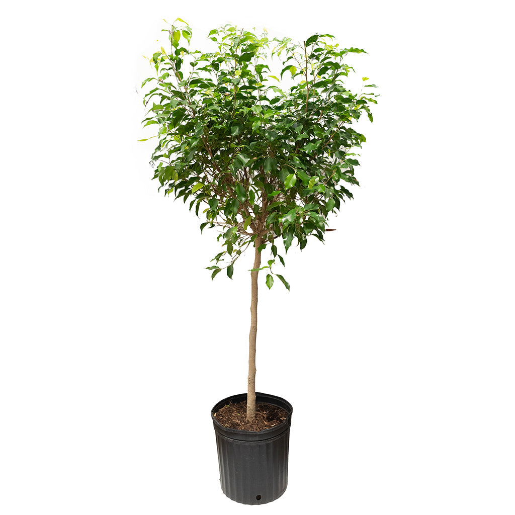 Ficus/Weeping Fig Benjamina (Standard) 12&quot;