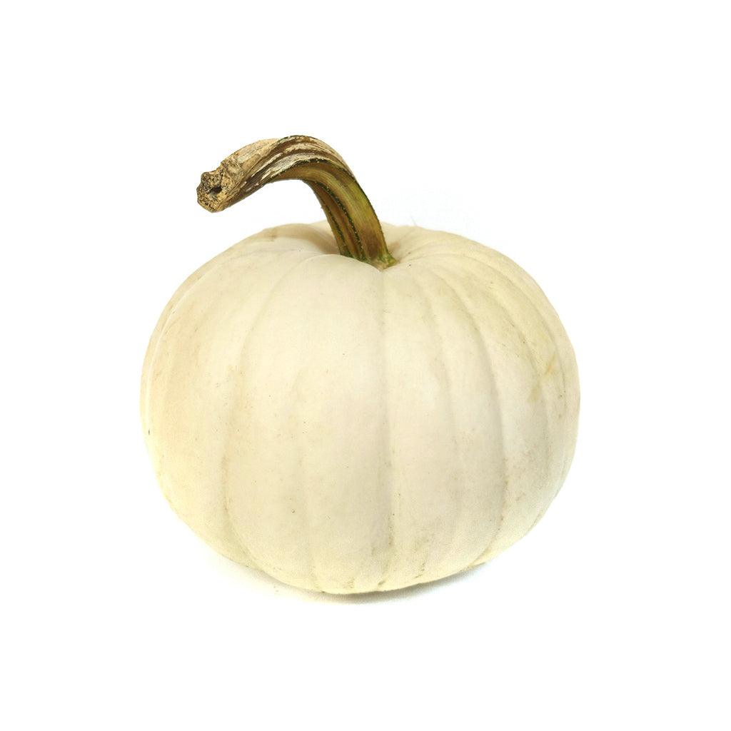 Pumpkin - White