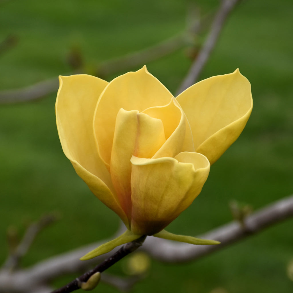 Judy Zuk Saucer Magnolia