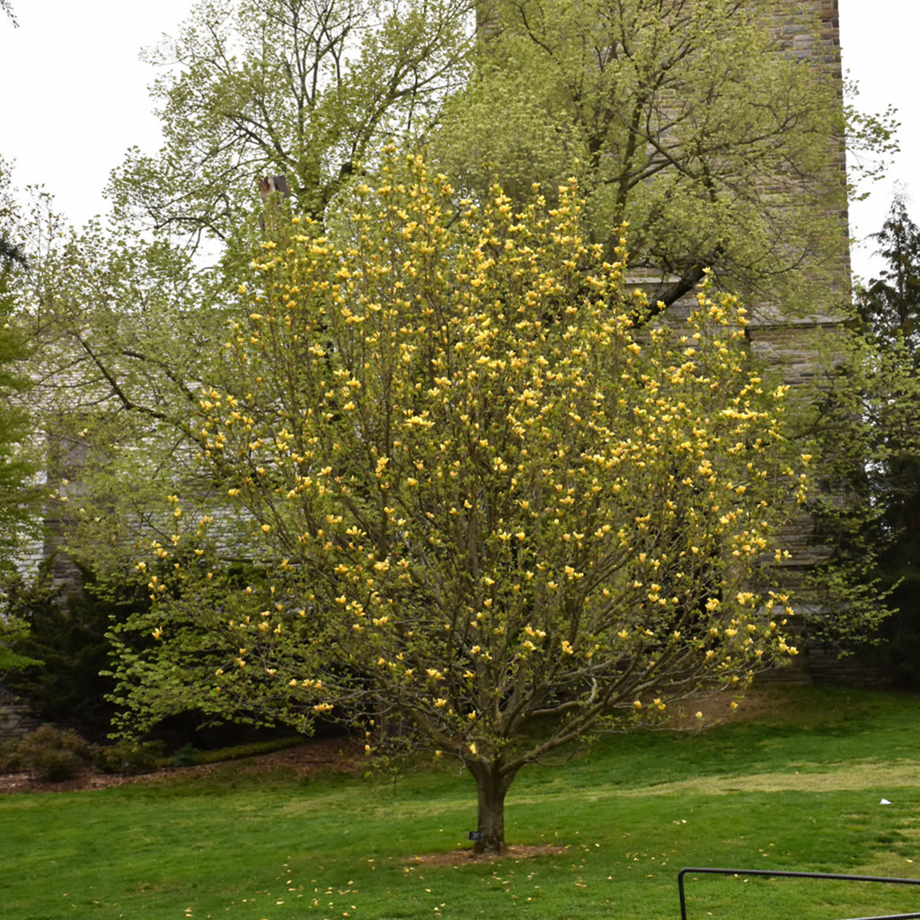Judy Zuk Saucer Magnolia
