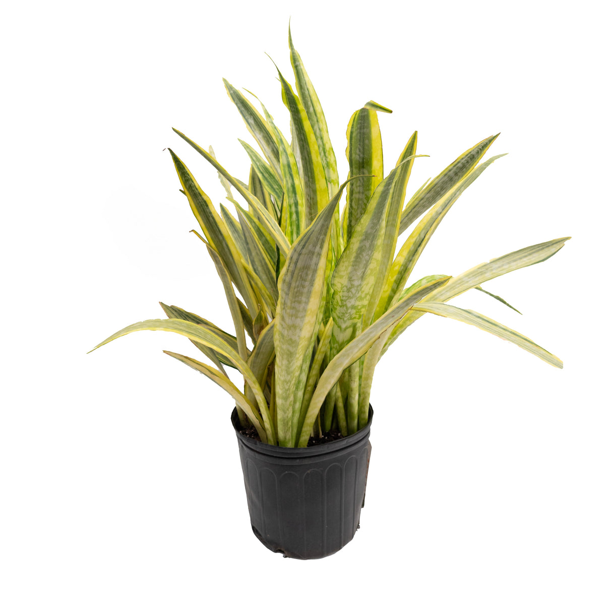 Sansevieria/Snake Plant Lauren 10"