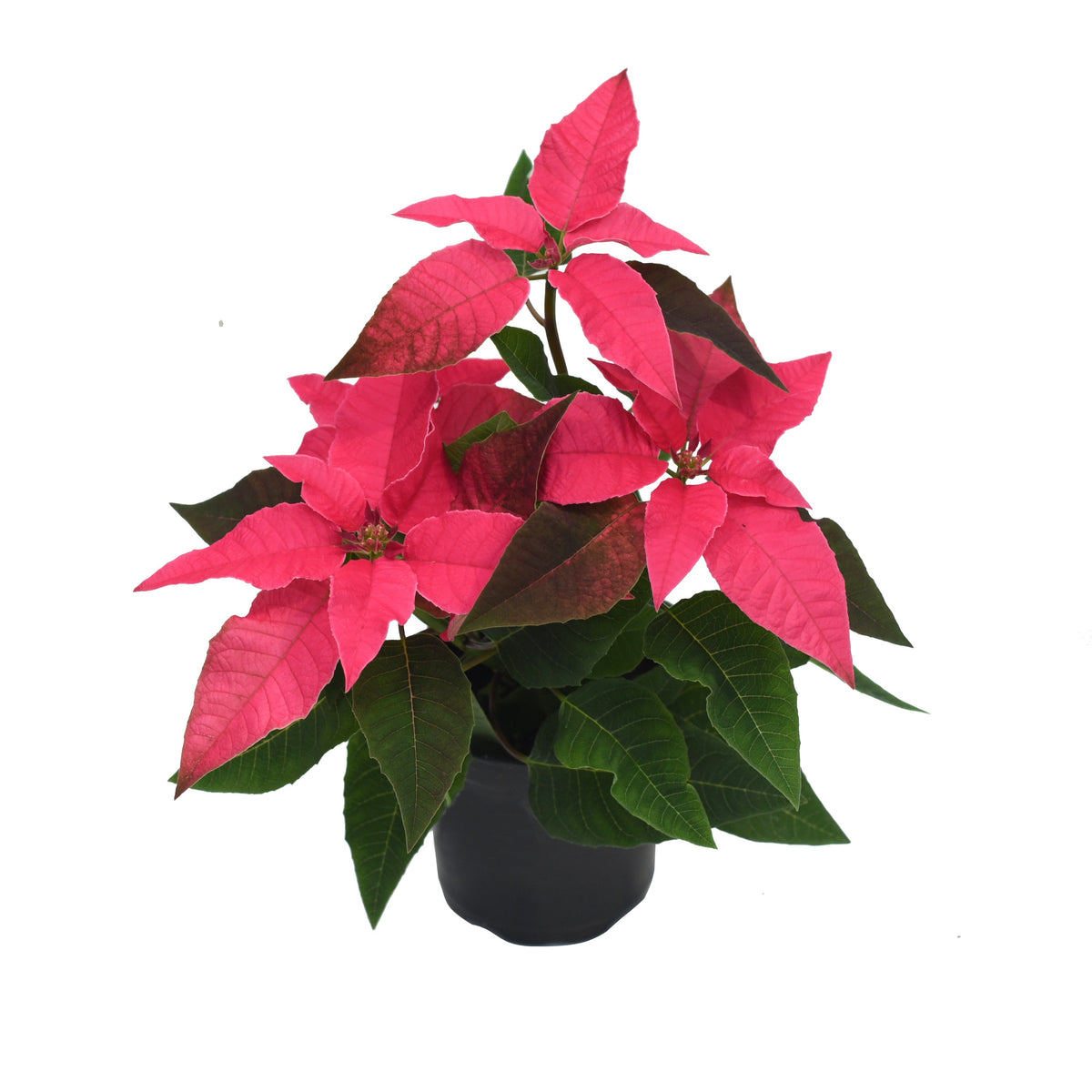 Poinsettia Princettia 4.5"