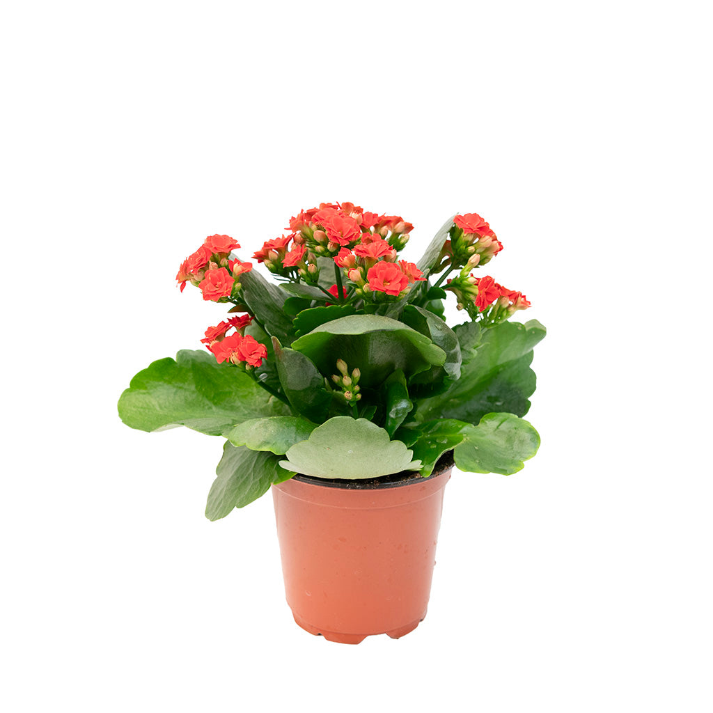 Kalanchoe