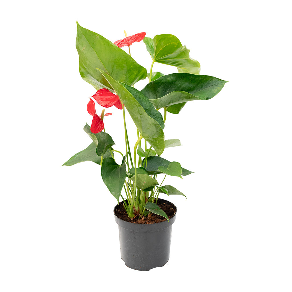 anthurium big 6 flowers sf Anthurium/Flamingo Flower Assorted 6"