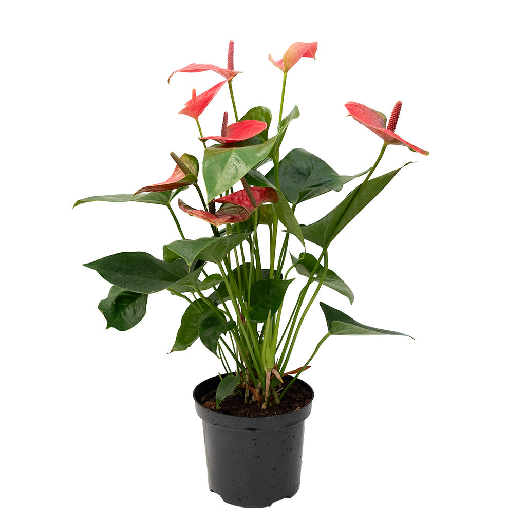 Anthurium/Flamingo Flower Assorted 6"