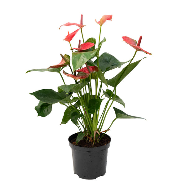anthurium flamingo mix Anthurium/Flamingo Flower Assorted 6"