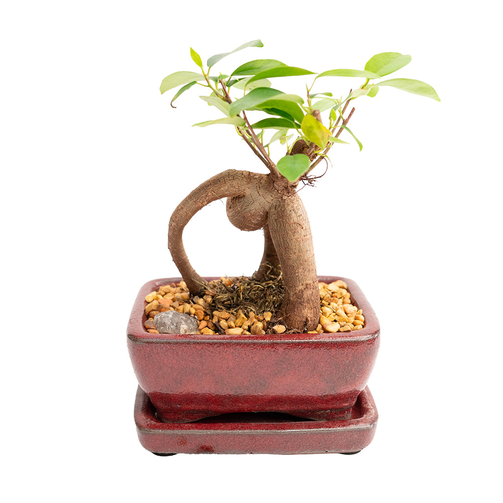 Bonsai Ginseng Ceramic 5"