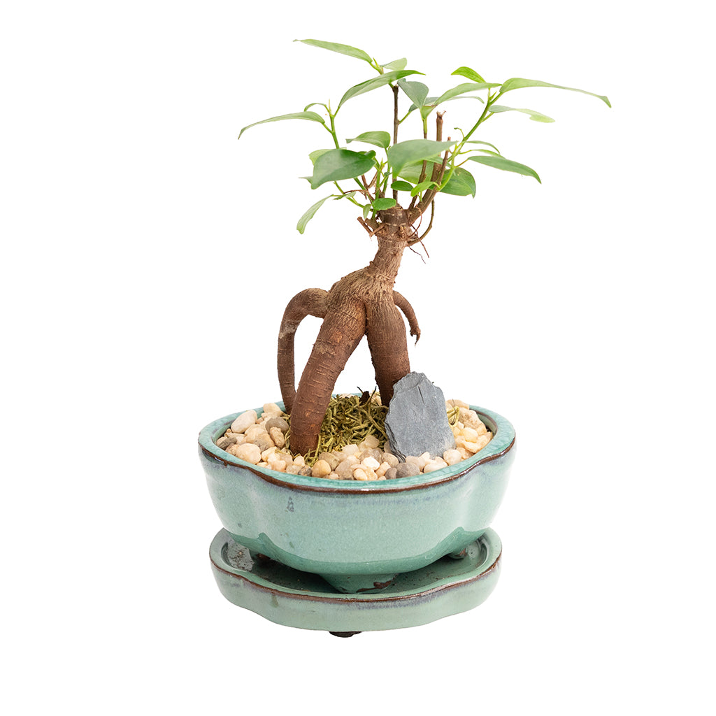 Bonsai Ginseng Ceramic 5"