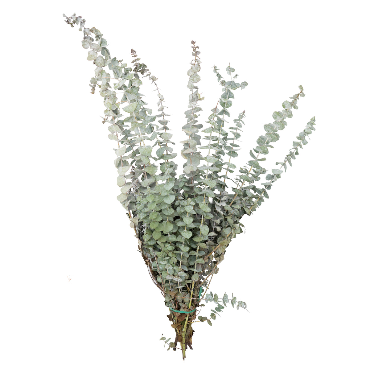 Baby Blue Eucalyptus Bough