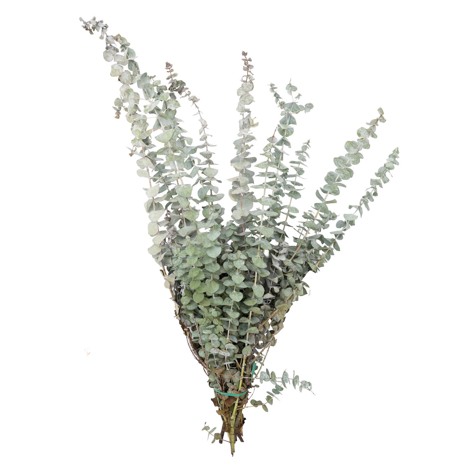 Baby Blue Eucalyptus Bough