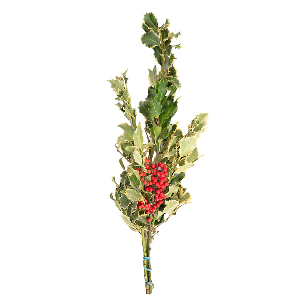 Holly Consumer Bunch Variegated