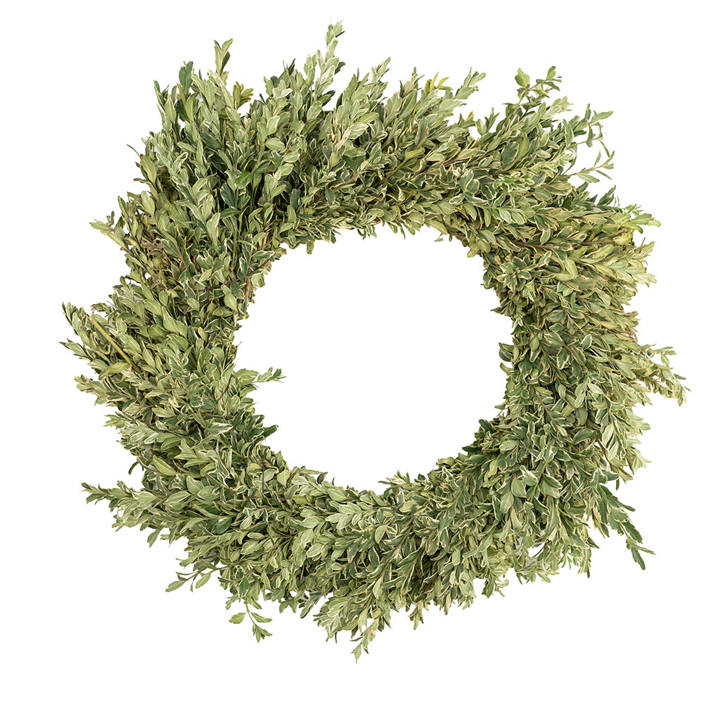 Oregonia Wreath 20"