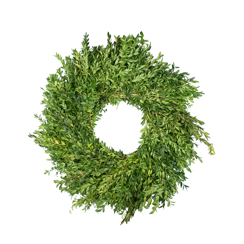 Boxwood Wreath 24"