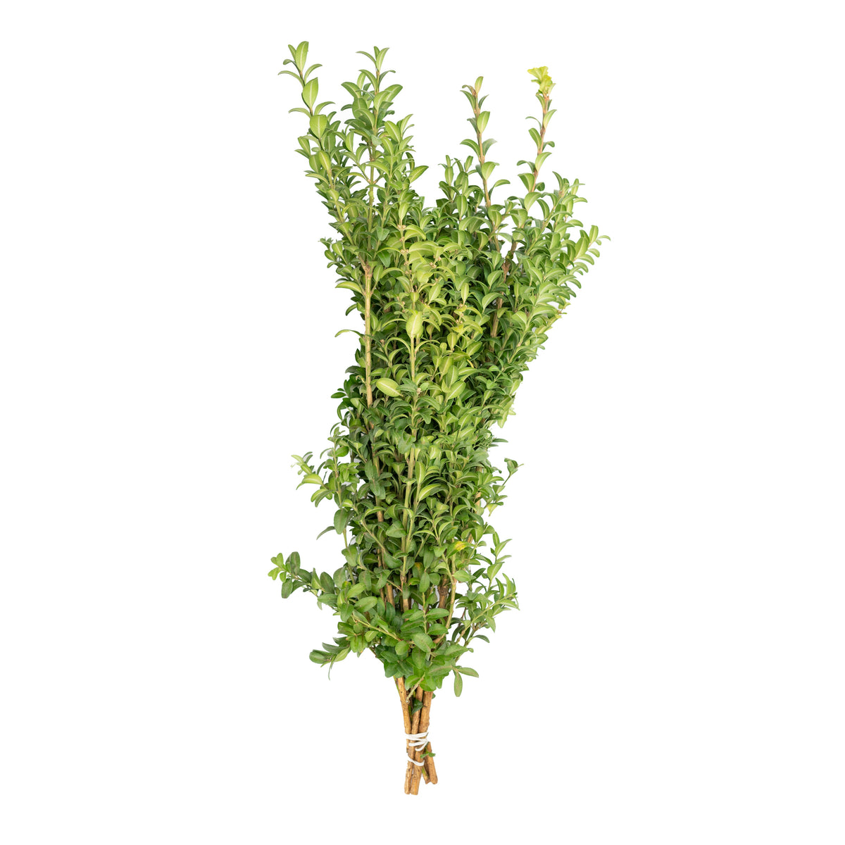 Green Boxwood - Large Leaf