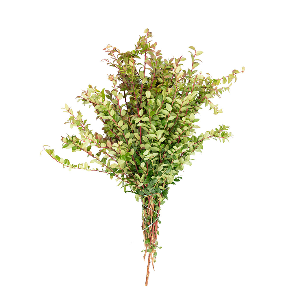 Red Huck (Reddish Leaves)