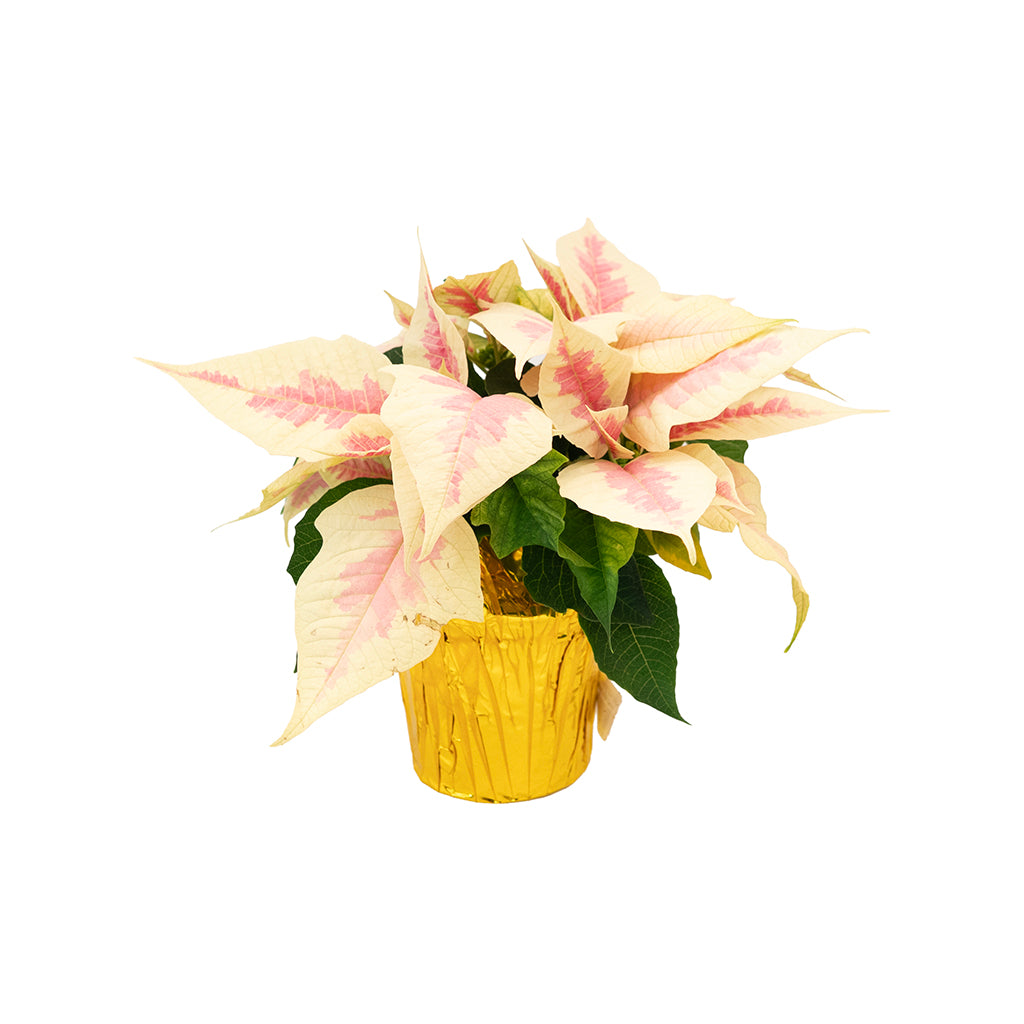 Poinsettia 4.5" Novelty - Pink and Cream Marble