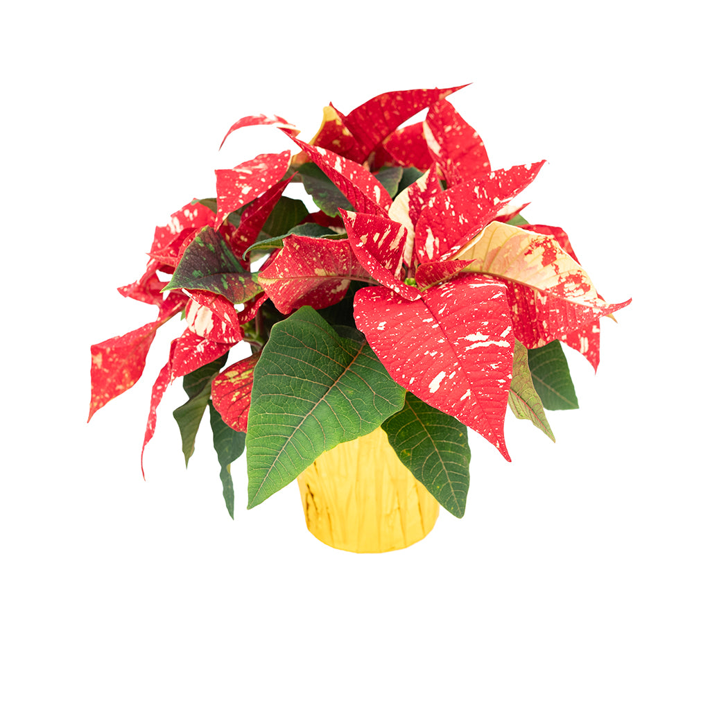 Poinsettia 4.5" Novelty - Red and White Speckled