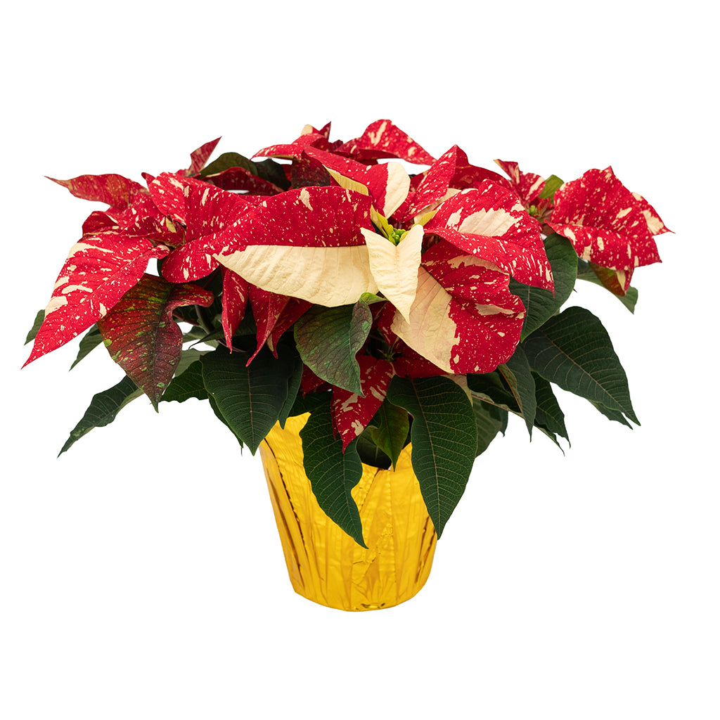 Poinsettia 8" Novelty - Red and White Speckled