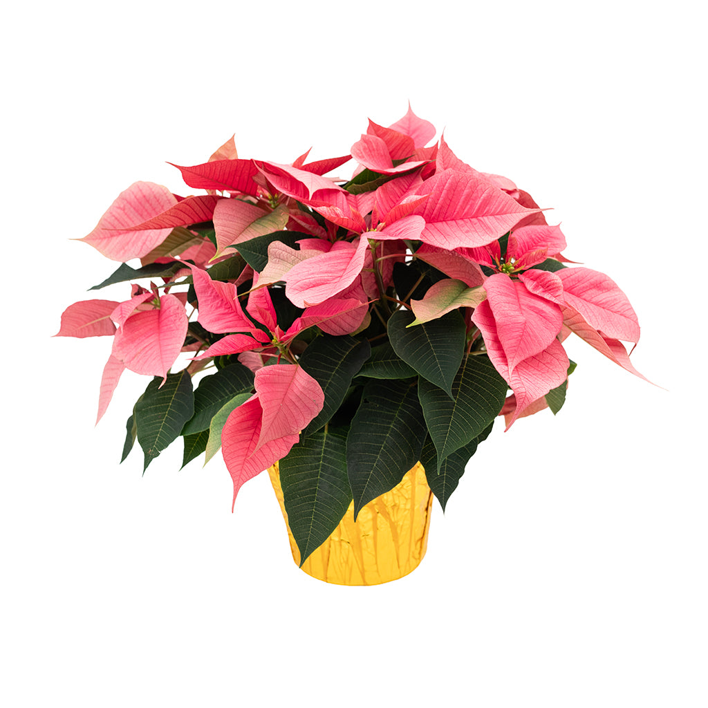 Poinsettia 8" Pink