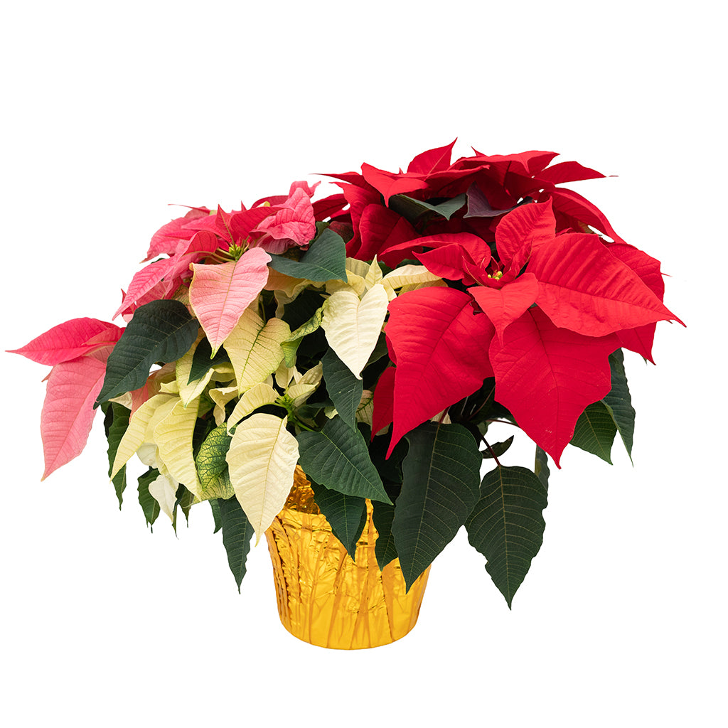 Poinsettia 8" Novelty - Triple Red, White and Pink