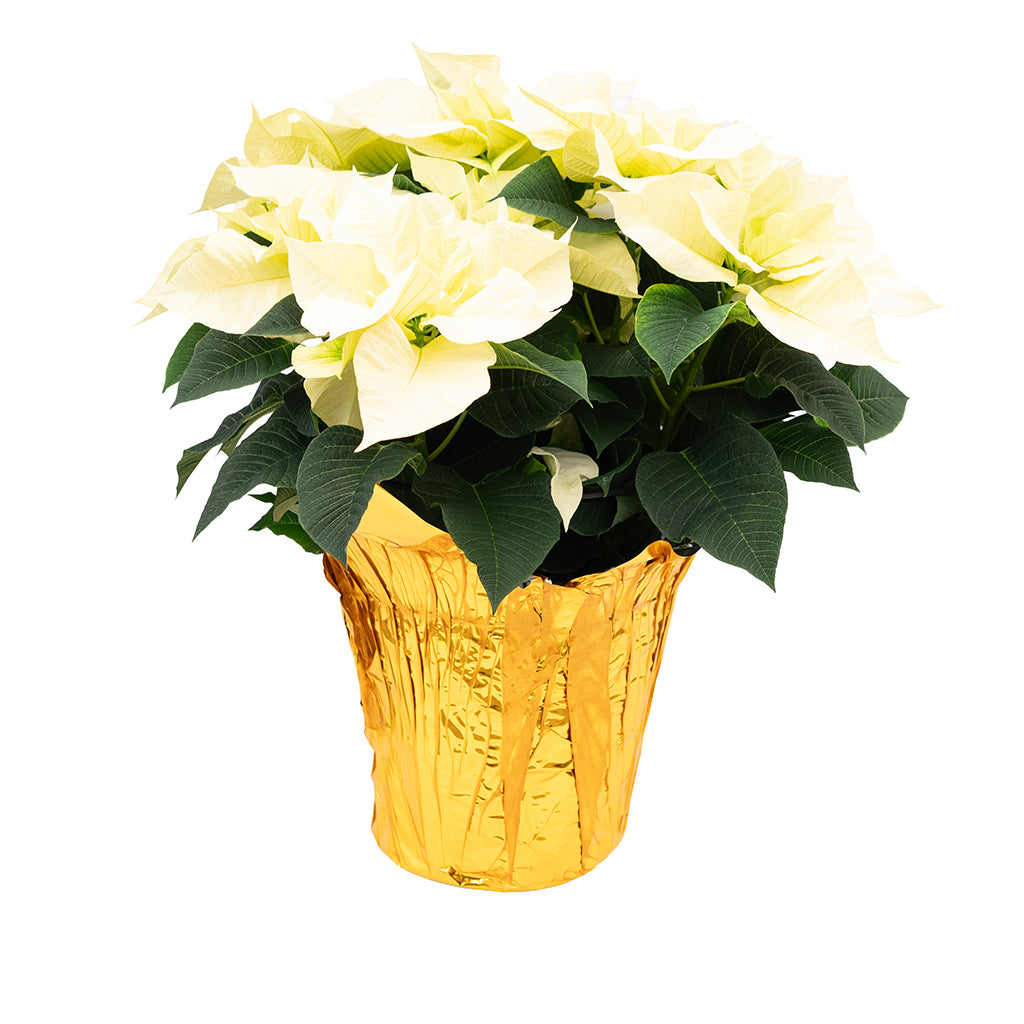 Poinsettia 10" White