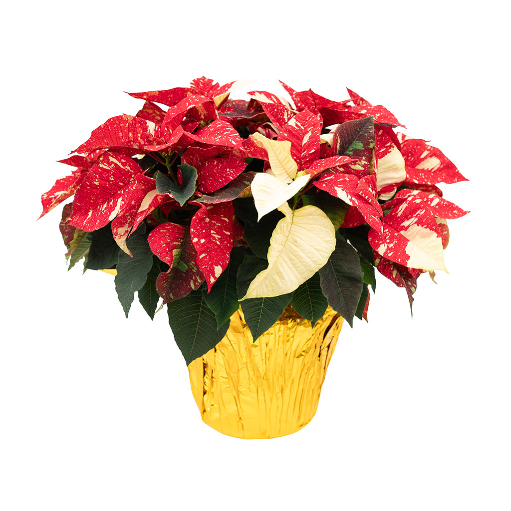 Poinsettia 10" Novelty - Red and White Speckled