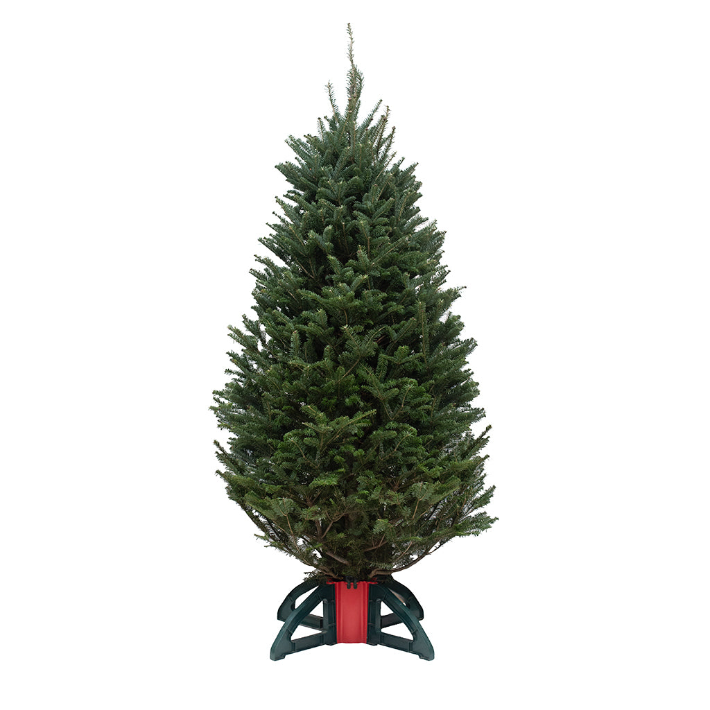 GTA/Kitchener Balsam Fir Fresh Cut Christmas Tree