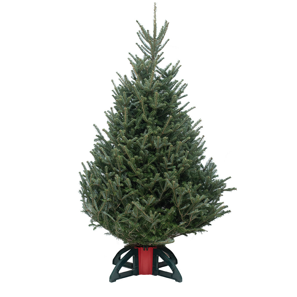 GTA/Kitchener Fraser Fir Fresh Cut Christmas Tree