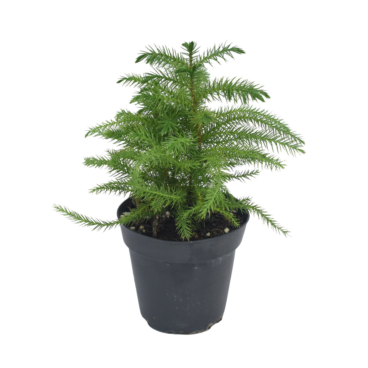 Araucaria Norfolk Pine 4&quot;