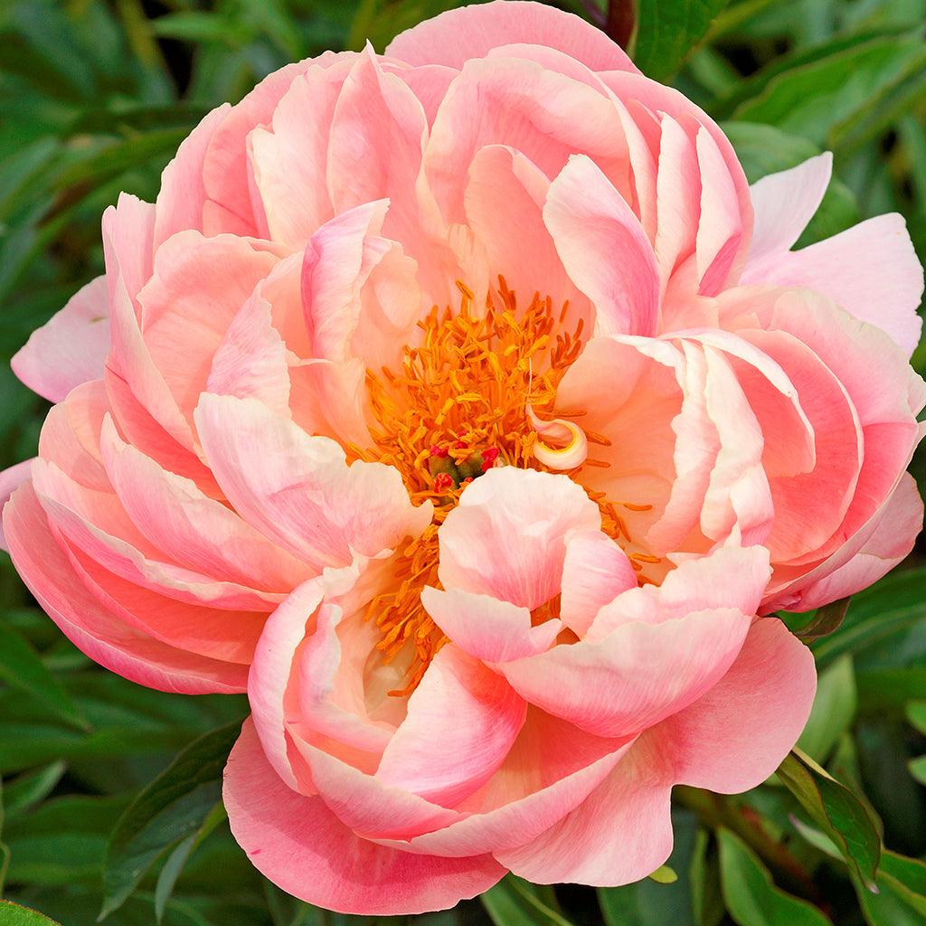 Pink Hawaiian Peony