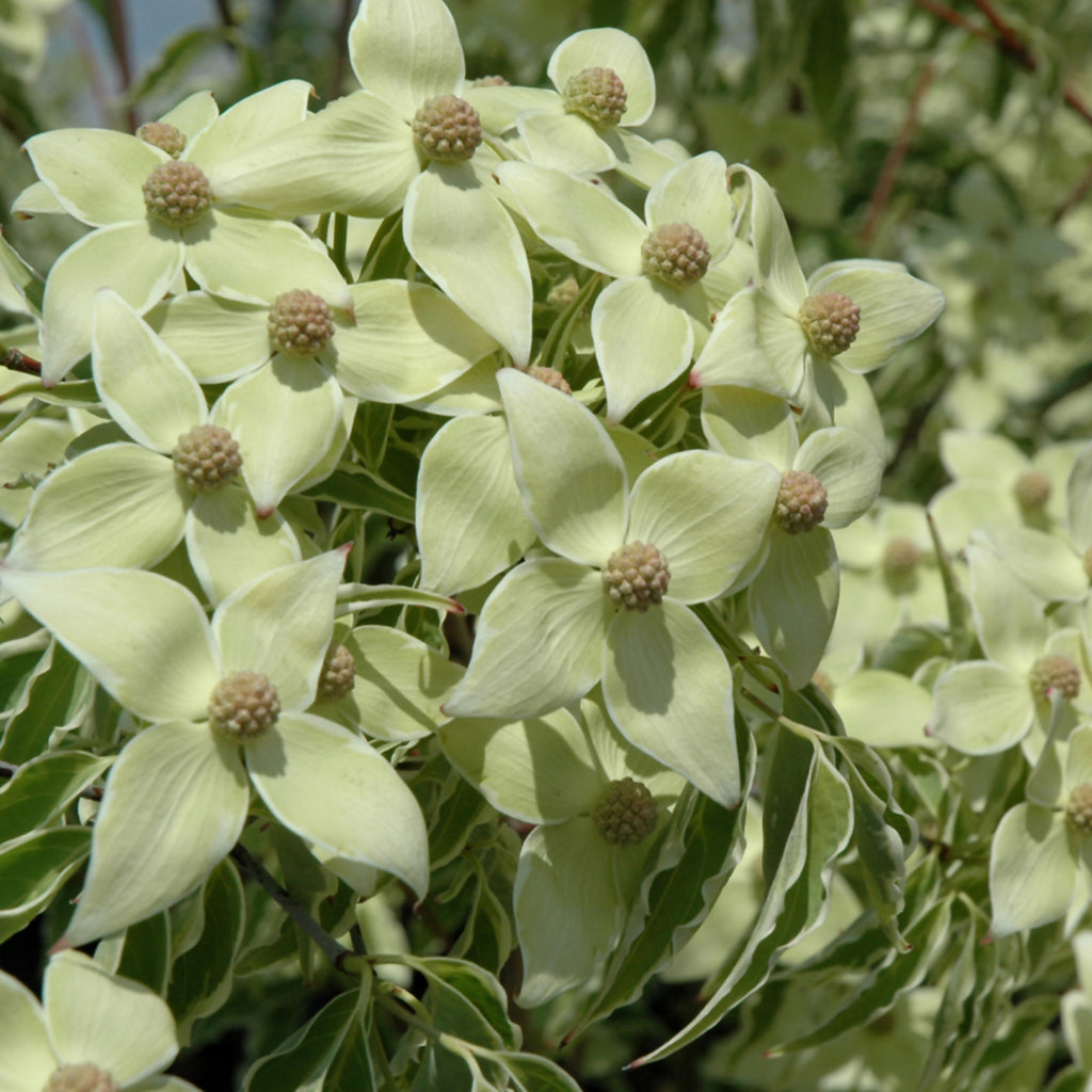 Samaritan® Kousa Dogwood