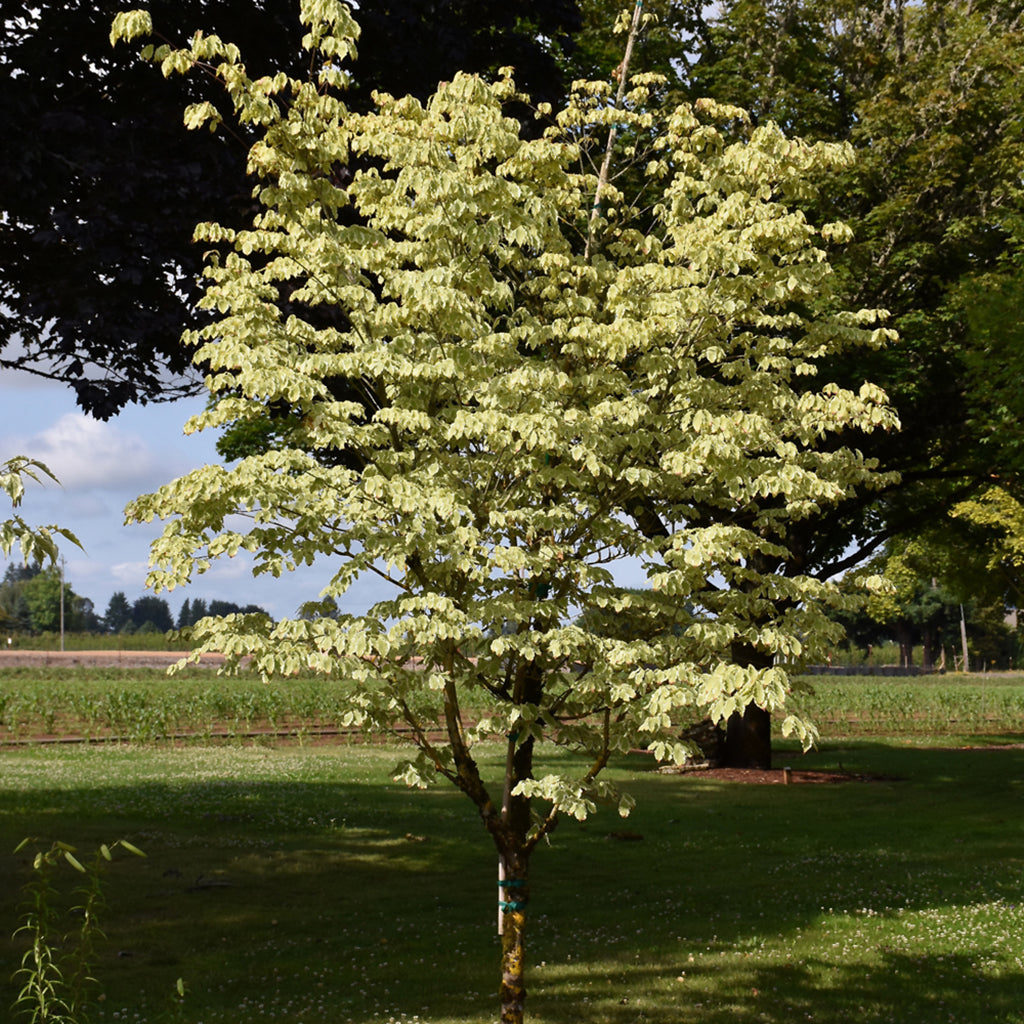 Samaritan® Kousa Dogwood