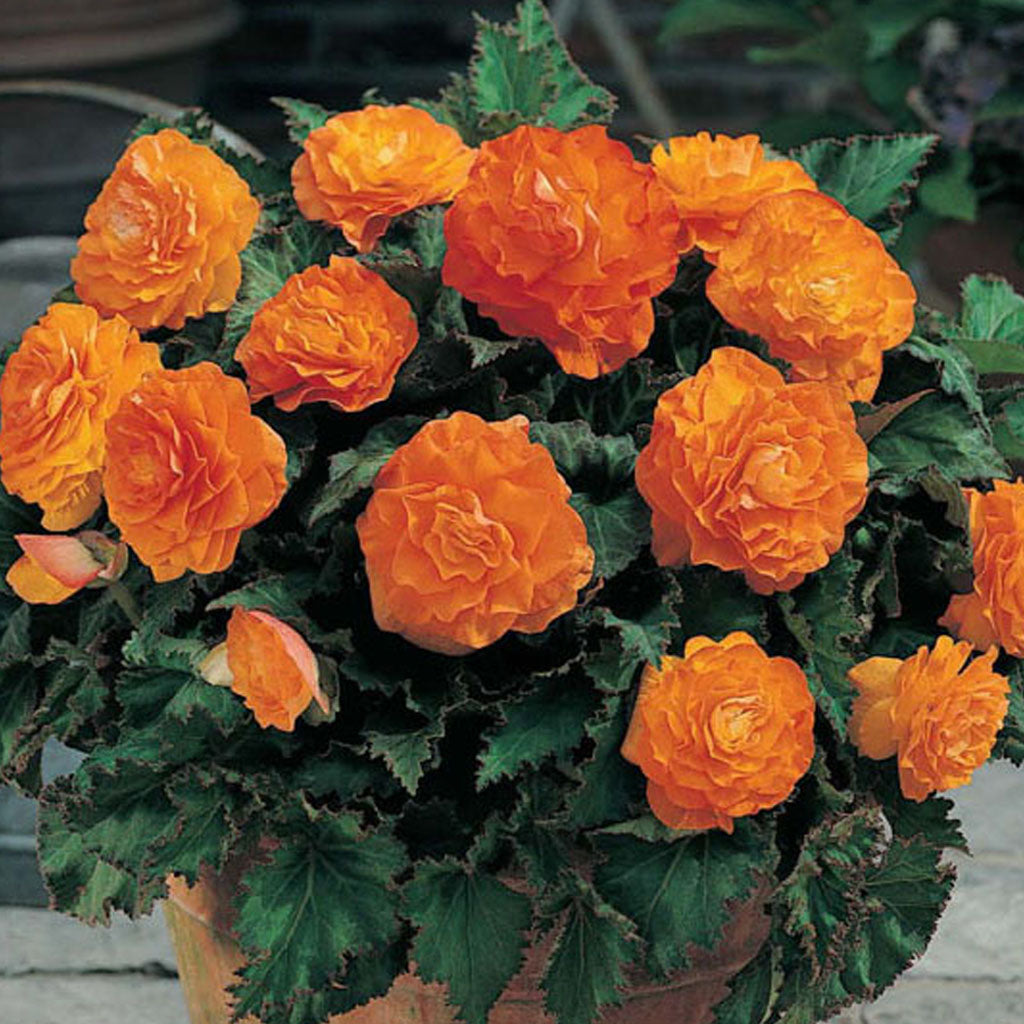 Belgium Begonia Non Stop 6/up, 1/Pkg