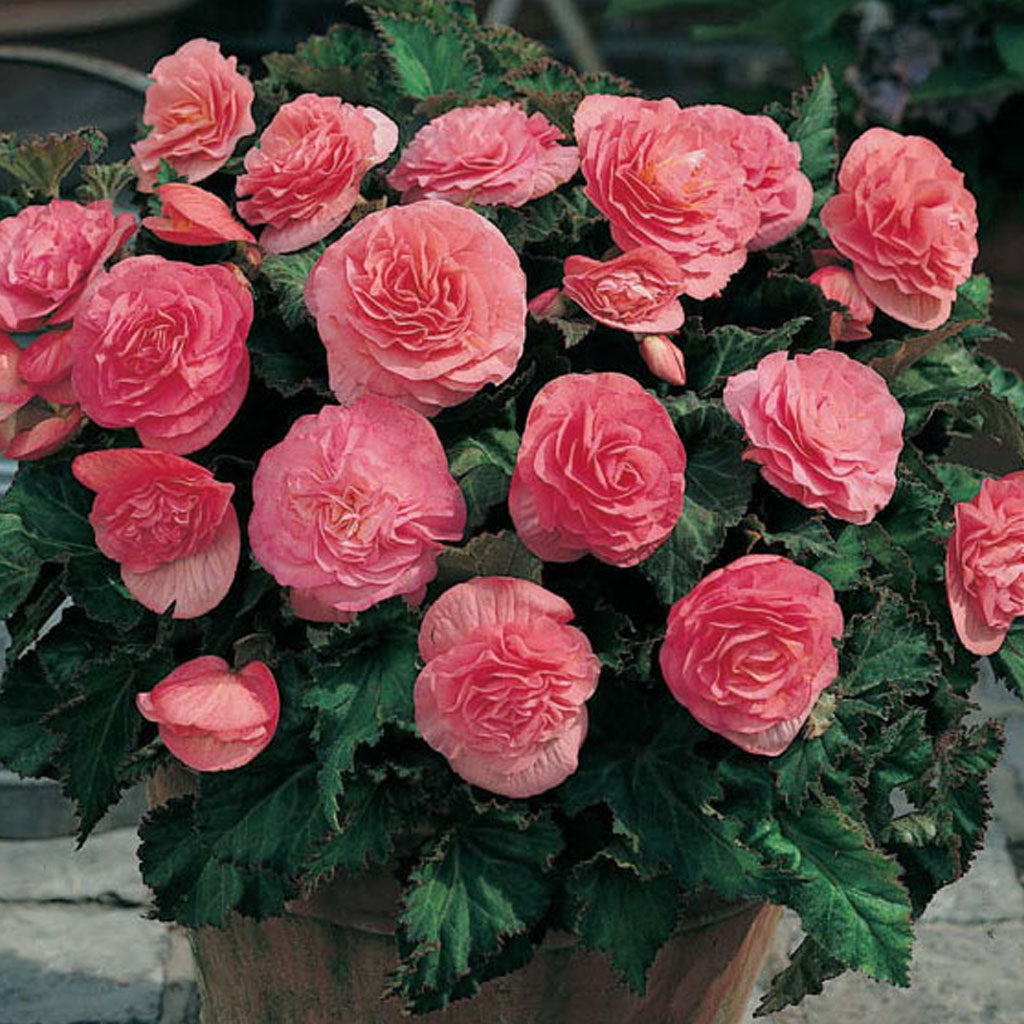 Belgium Begonia Non Stop 6/up, 1/Pkg