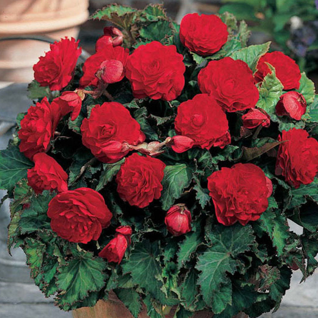 Belgium Begonia Non Stop 6/up, 1/Pkg
