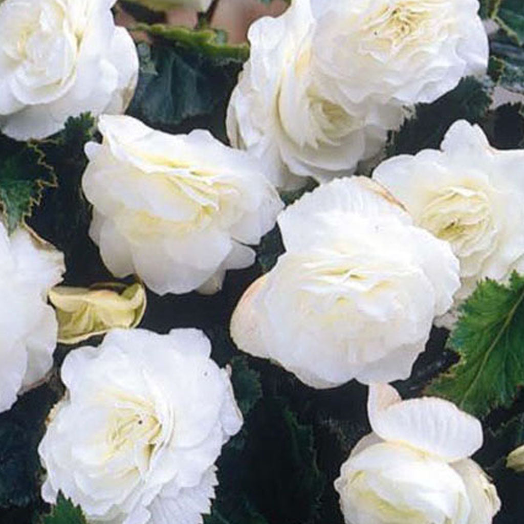 Belgium Begonia Non Stop 6/up, 1/Pkg