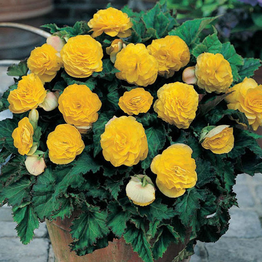 Belgium Begonia Non Stop 6/up, 1/Pkg