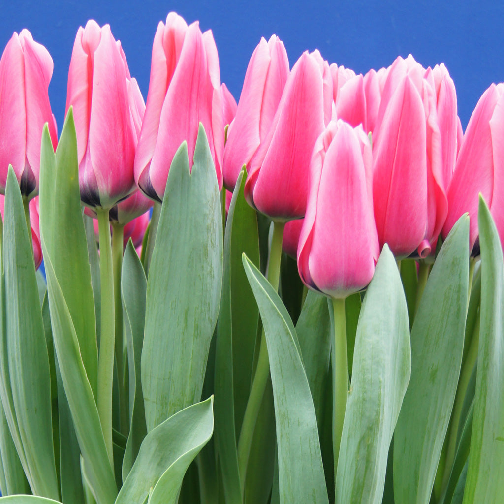 Indoor Potted Tulip - Light Pink - 6"