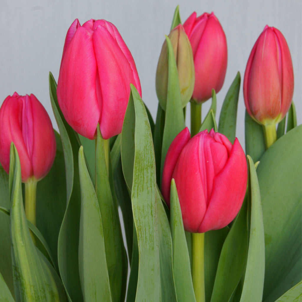 Brighten up your indoors with these lovely dark pink potted tulips! With moderate care and sunlight, you can enjoy a splash of spring all year long.