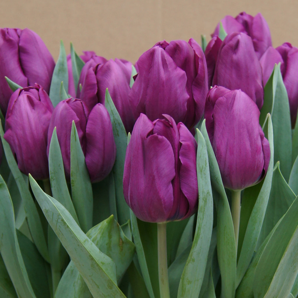 Transform your indoor spaces with bursts of vibrant color and beautiful blooms. With moderate watering and bright indirect sunlight, these potted tulips are a low-maintenance way to add beauty to your home.