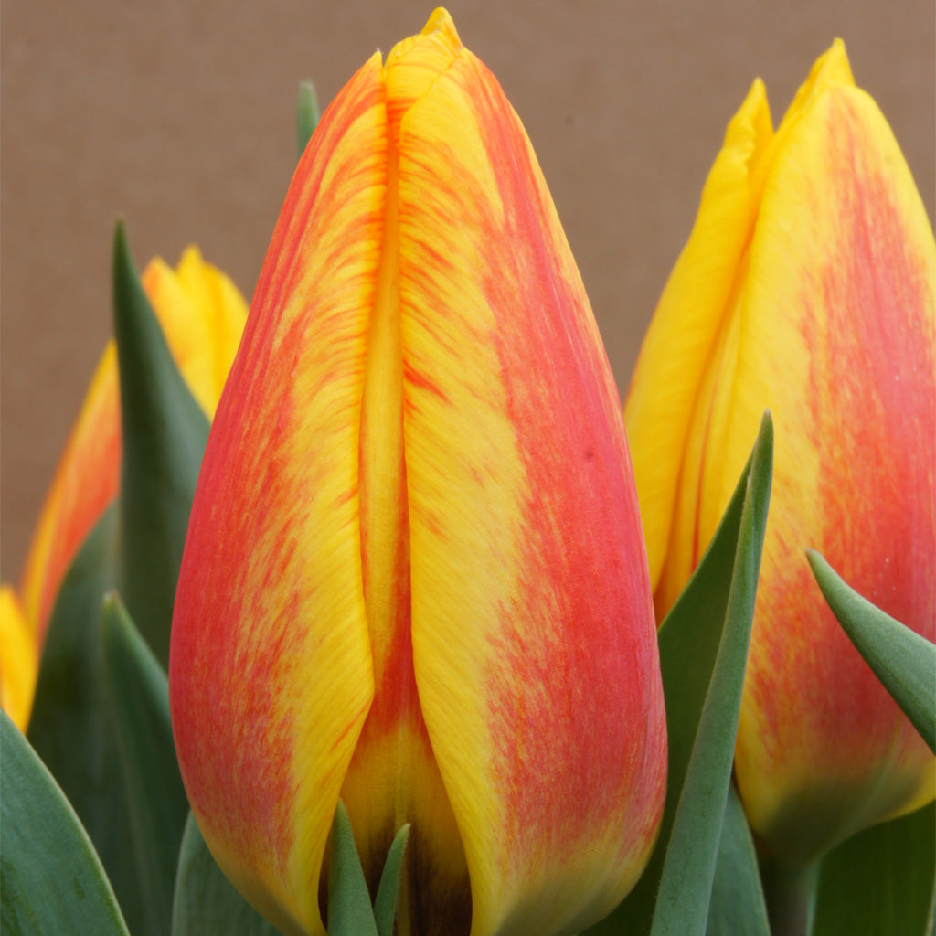 Add a pop of color to any room with minimal maintenance. These vibrant tulips only need moderate watering and thrive in bright, indirect sunlight.